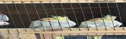 Cockatiels birds for sale: 6 baby cockatiels  - Advert 3
