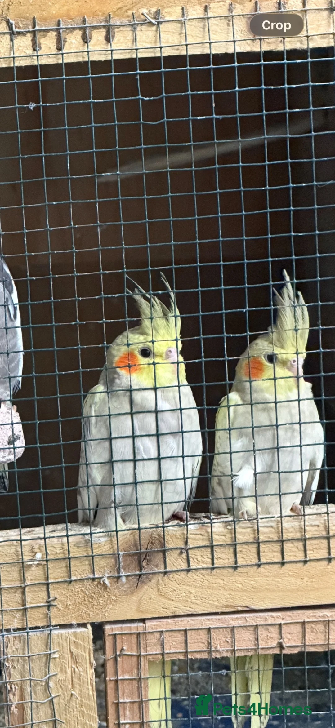 Cockatiels birds for sale: 6 baby cockatiels  - Advert 3