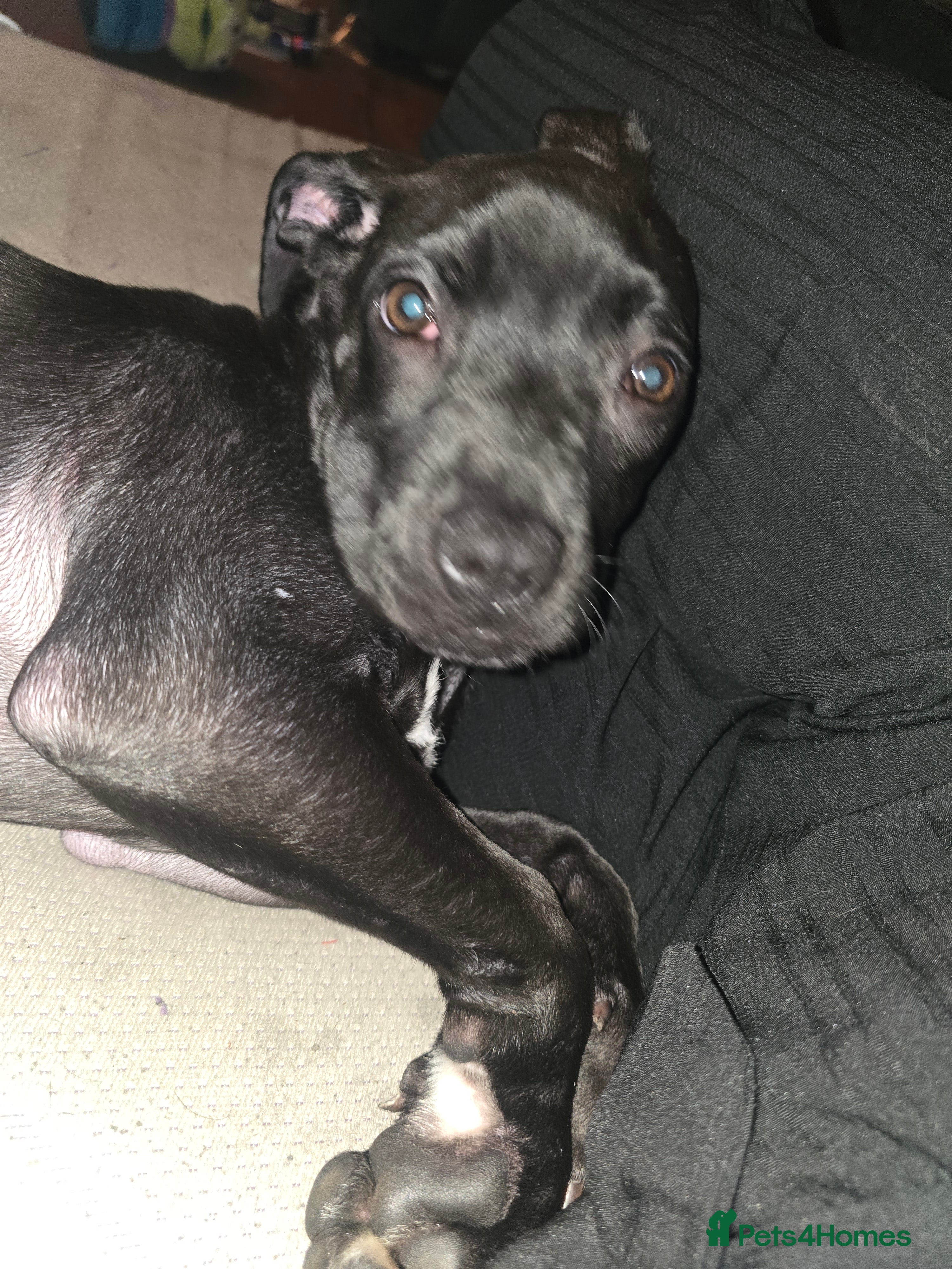 Mixed Breed dogs Cane corso cross puppy for sale - Advert 1