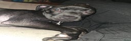 Mixed Breed dogs for sale: Cane corso cross puppy for sale - Advert 1