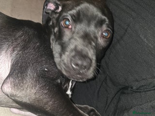 Mixed Breed dogs Cane corso cross puppy for sale - Advert 1
