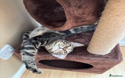 Domestic Shorthair cats for sale: Teddy the cat.  - Image 4