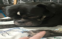 Dorset Olde Tyme Bulldogge dogs for sale: The BEST Companion ull ever have, Diesel £75  ❤️🙏 - Advert 8