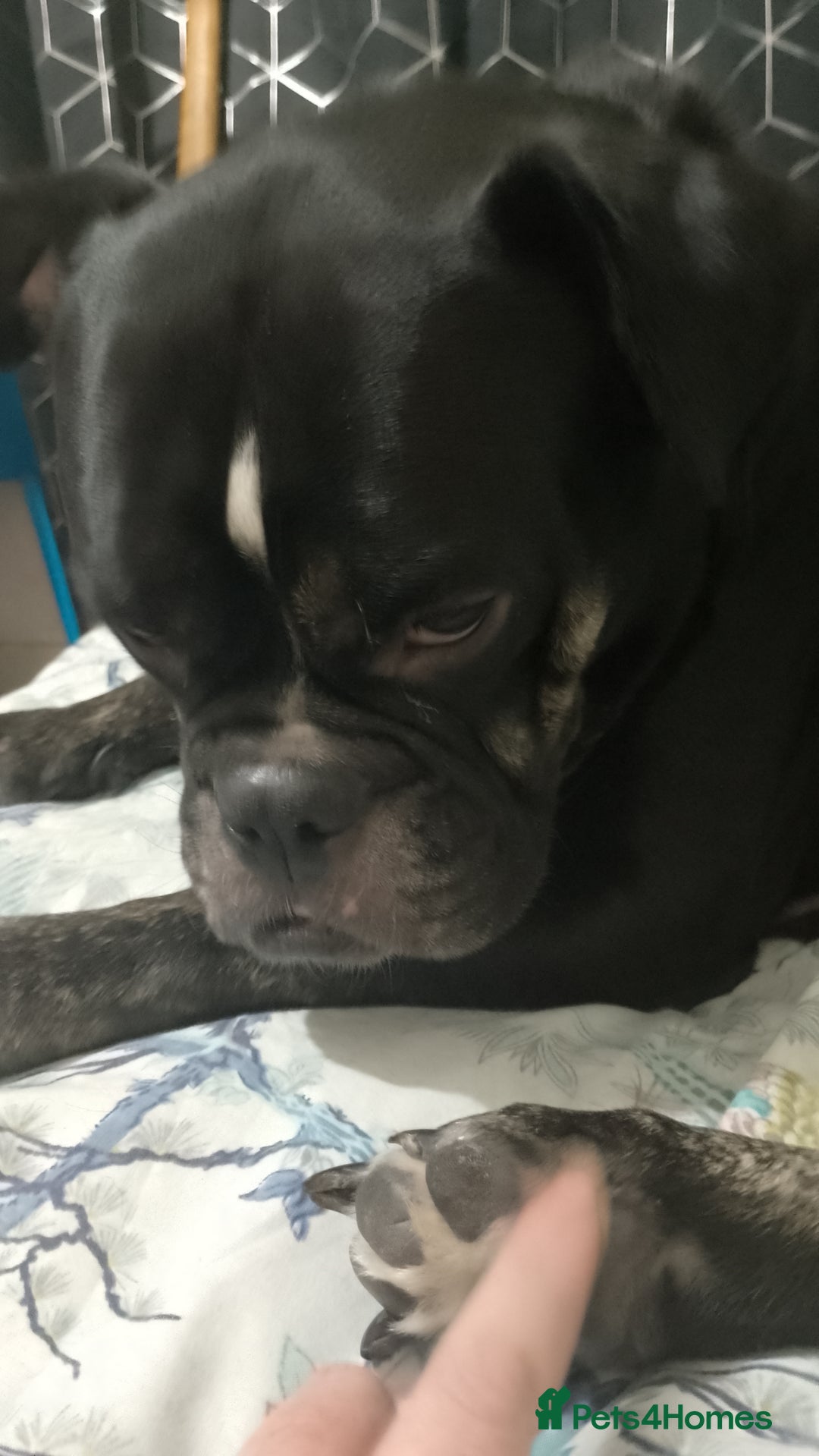 Dorset Olde Tyme Bulldogge dogs for sale: The BEST Companion ull ever have, Diesel £75  ❤️🙏 - Advert 8