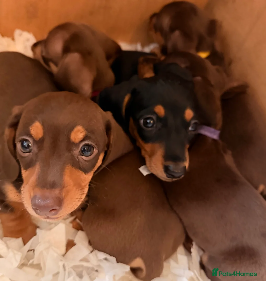 Miniature Dachshund dogs for sale: 5 miniature dachshund puppies  - Advert 17