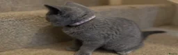 British Shorthair cats for sale: Beautiful Purebred British Blue Kittens 😍  - Advert 8