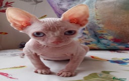 Sphynx cats for sale: Purebred Sphinx available.  - Image 7