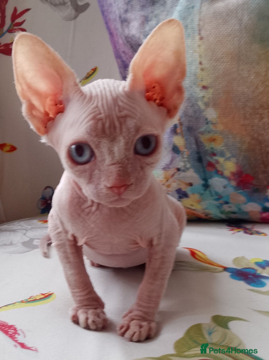 Sphynx cats for sale: Purebred Sphinx available.  - Image 7