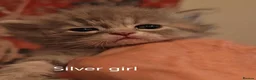 Siberian cats for sale: Pure Traditonal Siberian from GCCF parents - Advert 21
