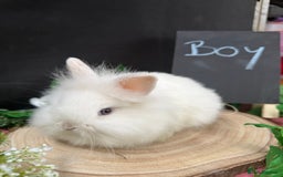 Mini Lion Lop rabbits for sale: Baby mini lion lops AVAILABLE - Image 3