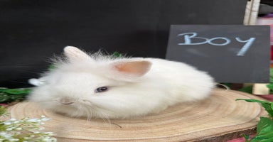 Mini Lion Lop rabbits - Advert 14