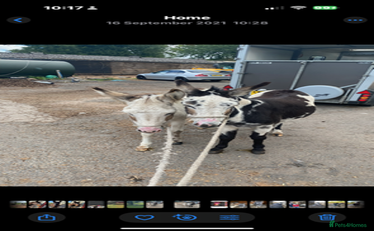 Donkey livestock - Advert 1