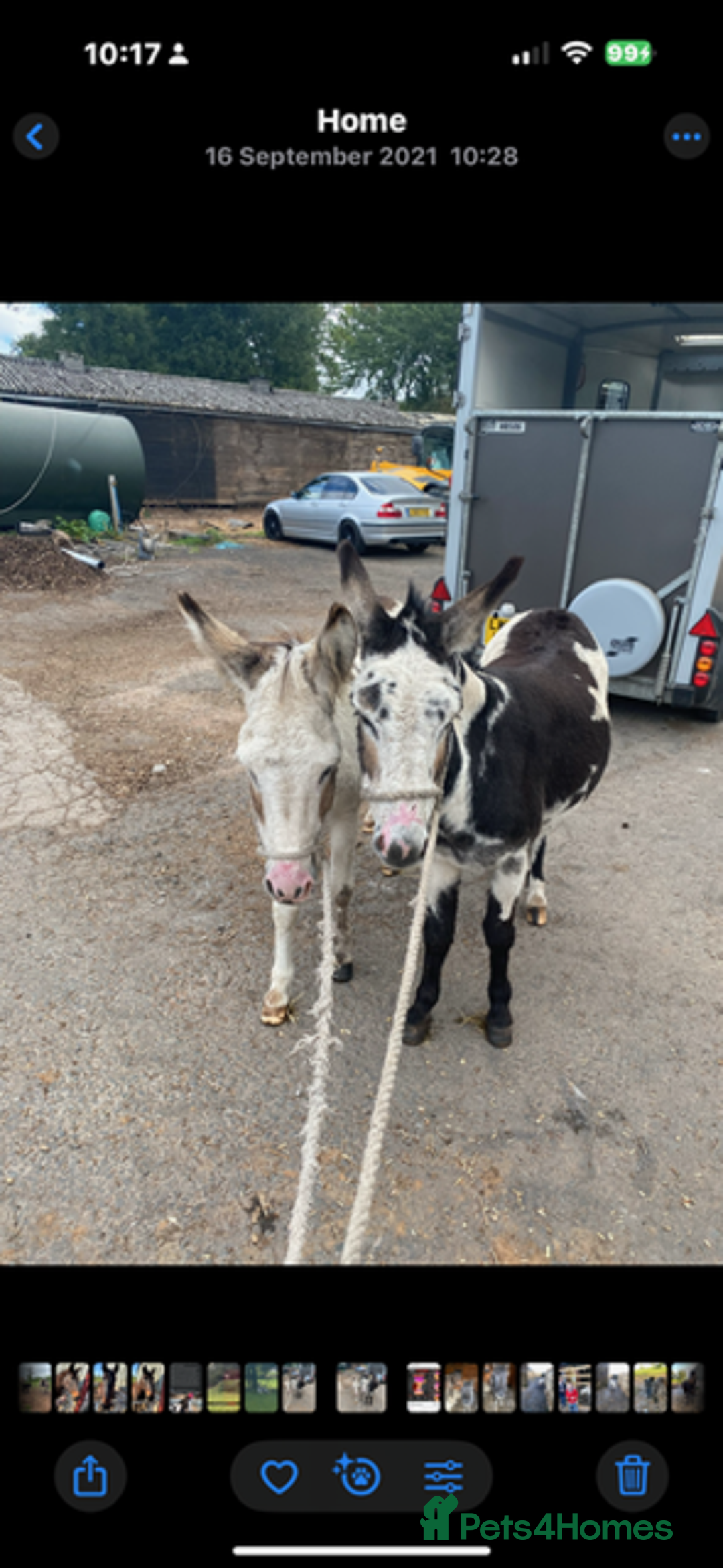 Donkey livestock for sale: donkeys  - Image 1