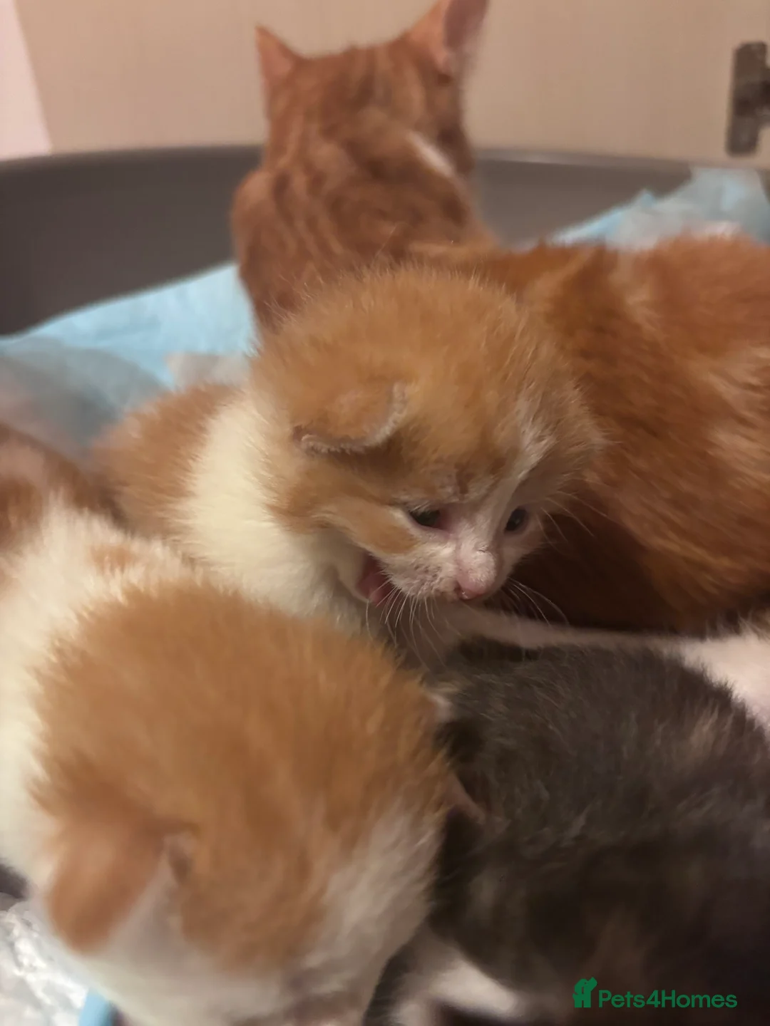 Domestic Shorthair cats for sale: UPDATE 2nd February 1 ginger and white boy left - Advert 3