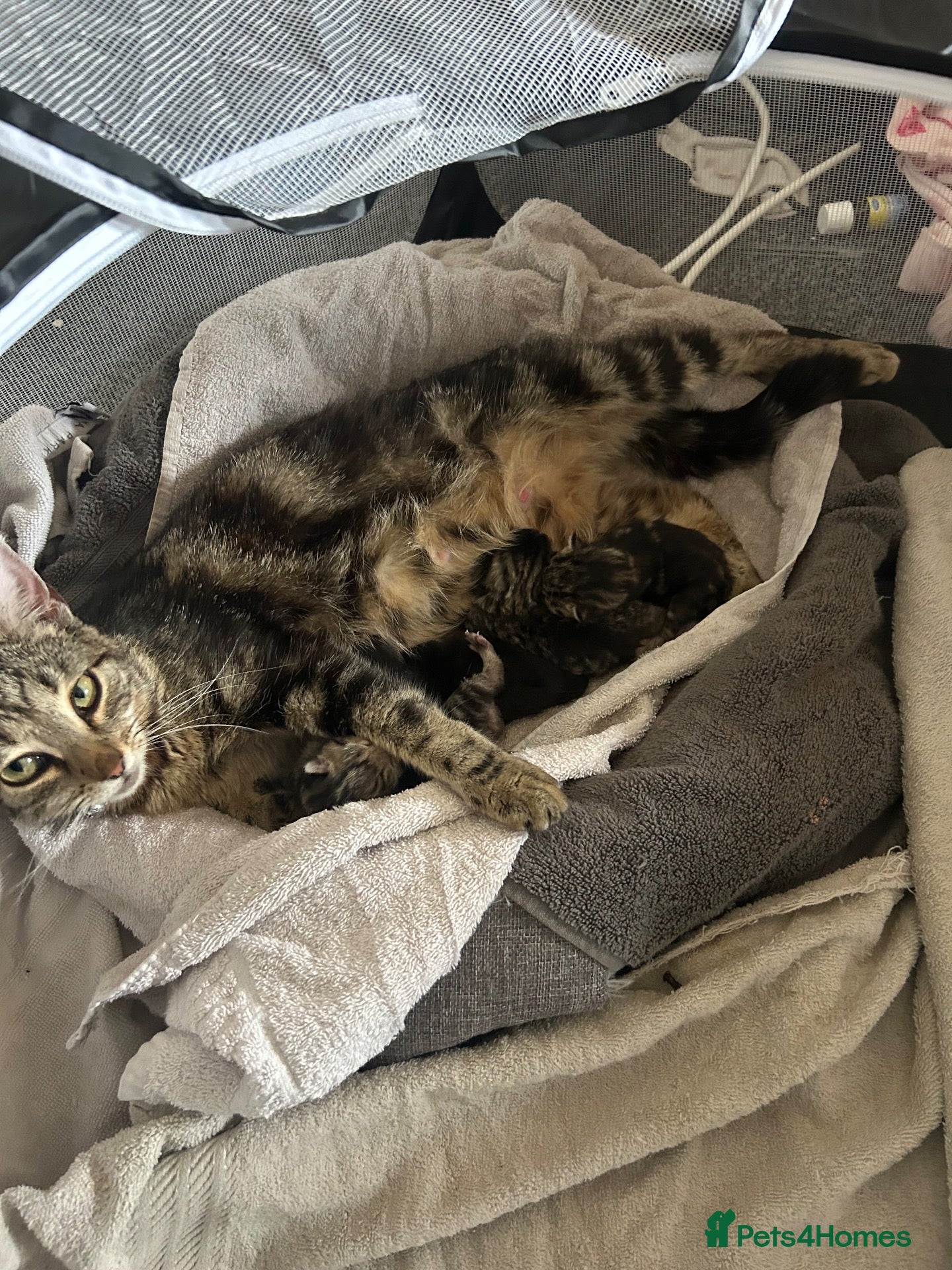 Mixed Breed cats Mixed Breed Tabby Shorthair Kittens - Advert 2