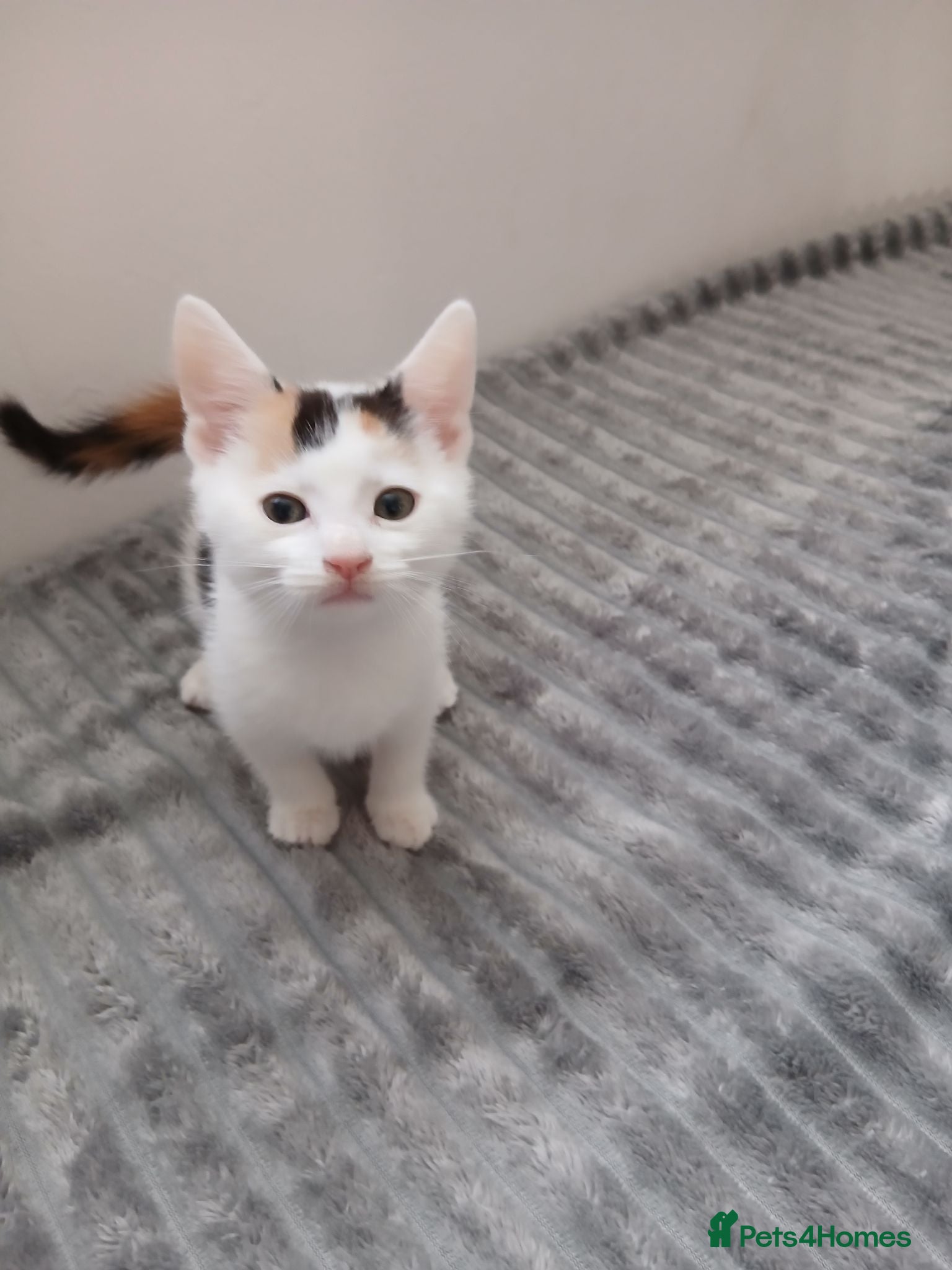 Mixed Breed cats Female 9 week old kitten ,ready now - Advert 1