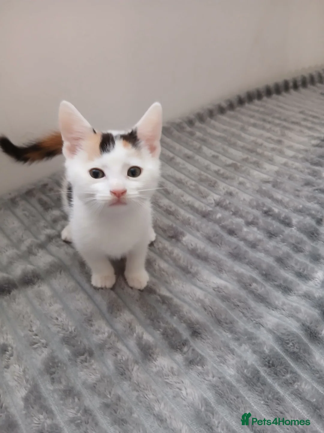 Mixed Breed cats for sale: Female 9 week old kitten ,ready now in Oldbury - Advert 1