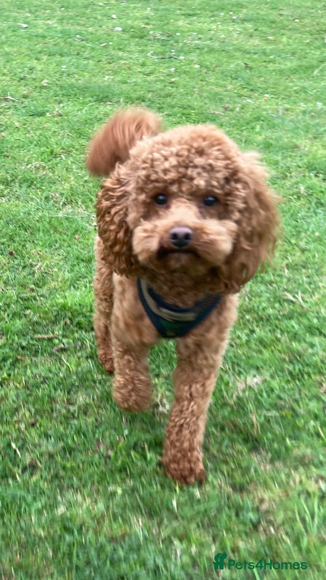 Toy Poodle dogs for stud: Health tested fox red toy poodle stud  in Stevenage - Advert 6