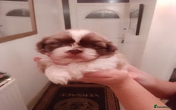 Shih Tzu dogs for sale: Shih Tzu puppies  - Advert 5