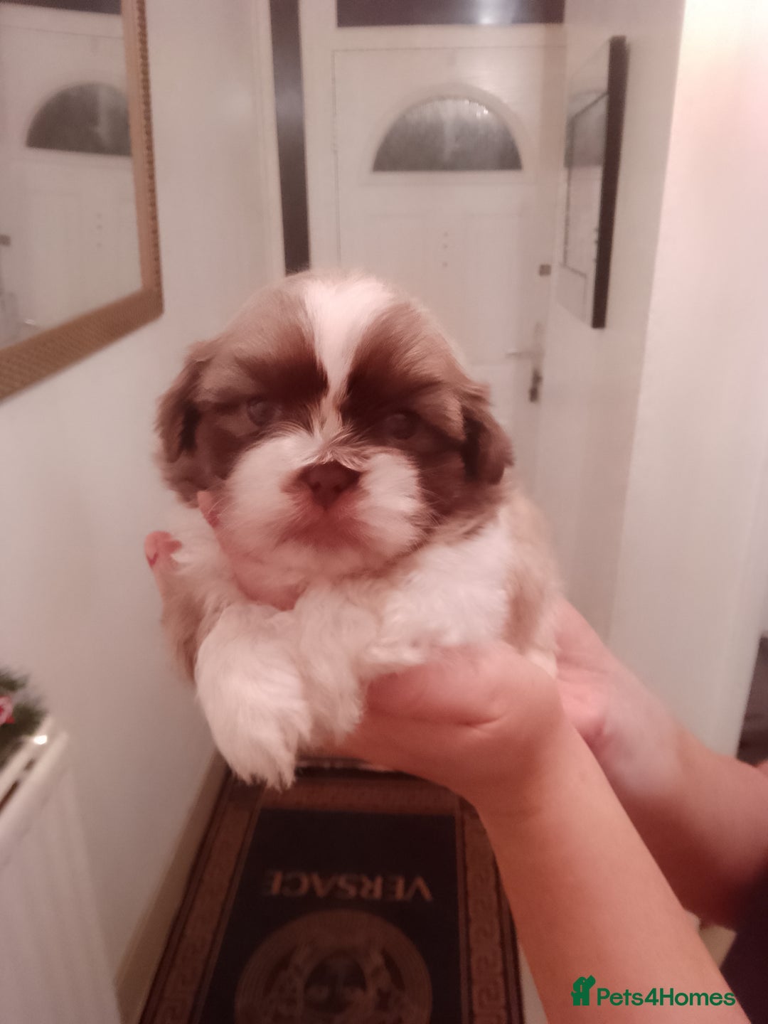Shih Tzu dogs for sale: Shih Tzu puppies  - Advert 5