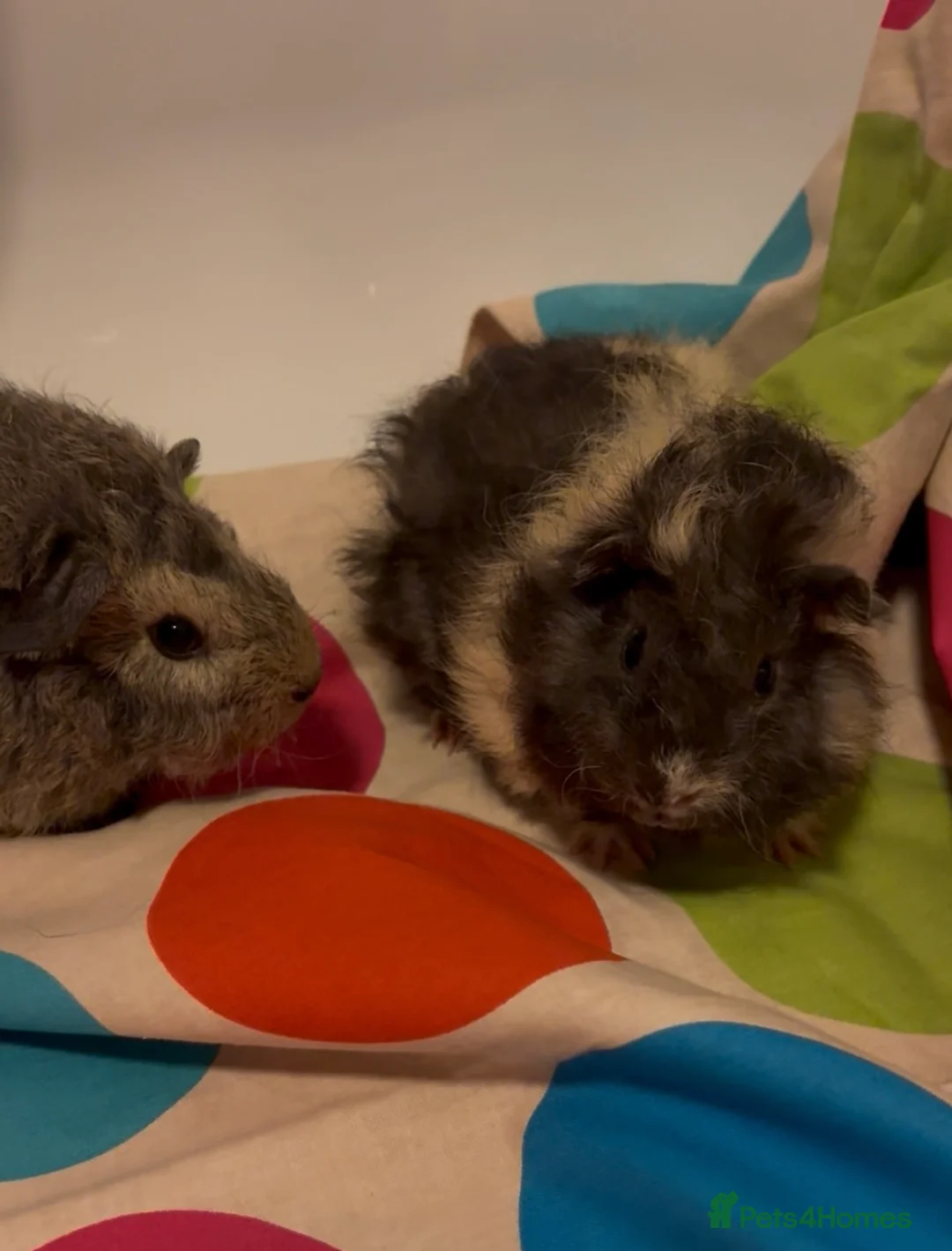 Guinea Pig rodents for sale: Gorgeous Fluffy piggies 3 x Boys - Advert 6