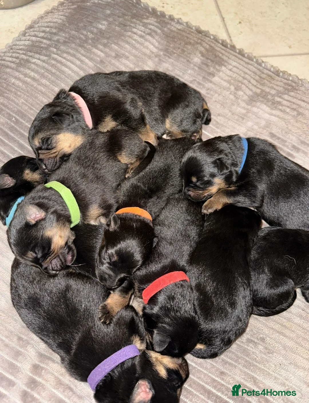 Mixed Breed dogs for sale: German Shepherd Rottweiler Puppies - Advert 1