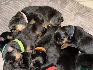 Mixed Breed dogs German Shepherd Rottweiler Puppies - Advert 3