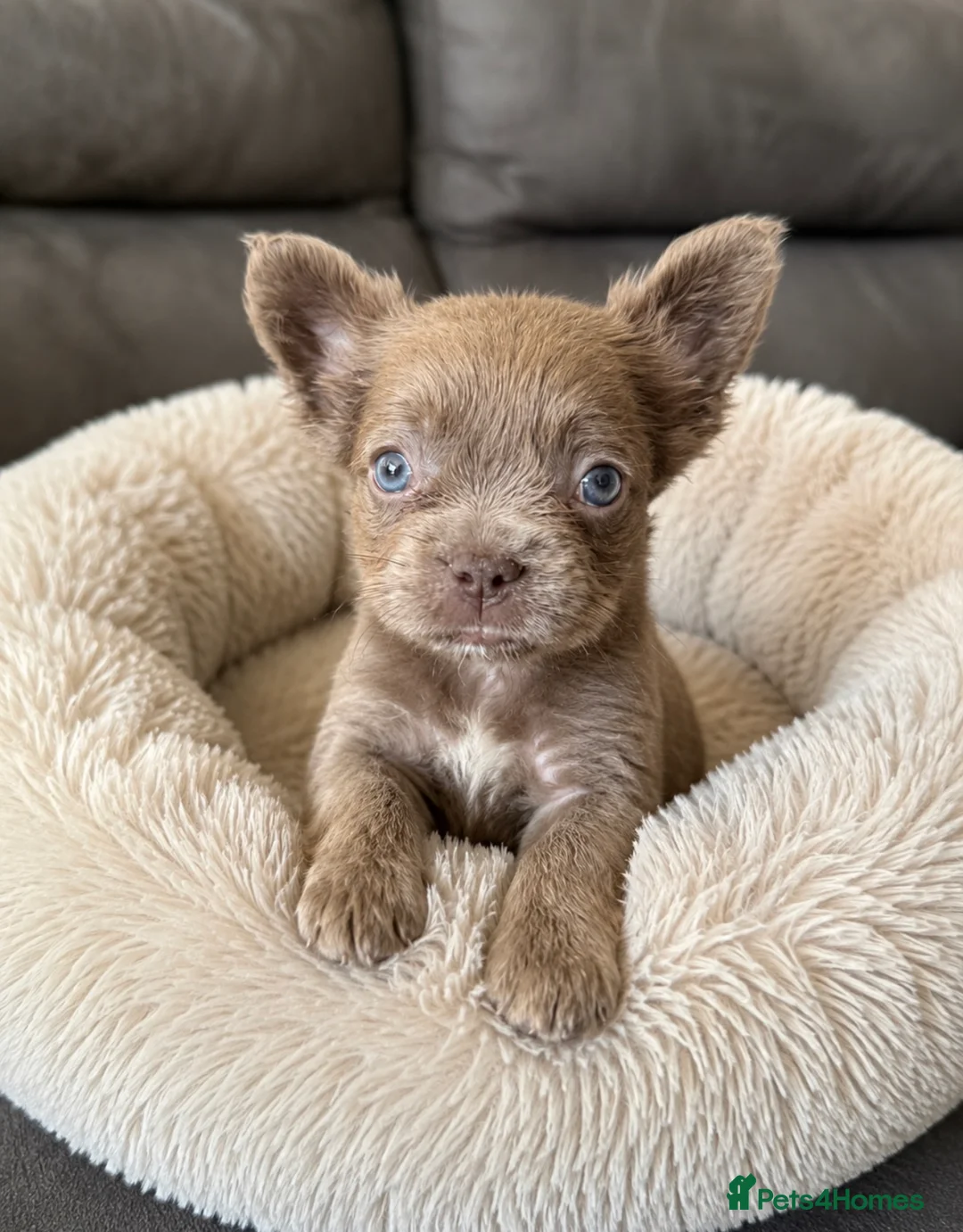 French Bulldog dogs for sale: REDUCED!! Last 3 Fluffy frenchies Pink carriers - Advert 1