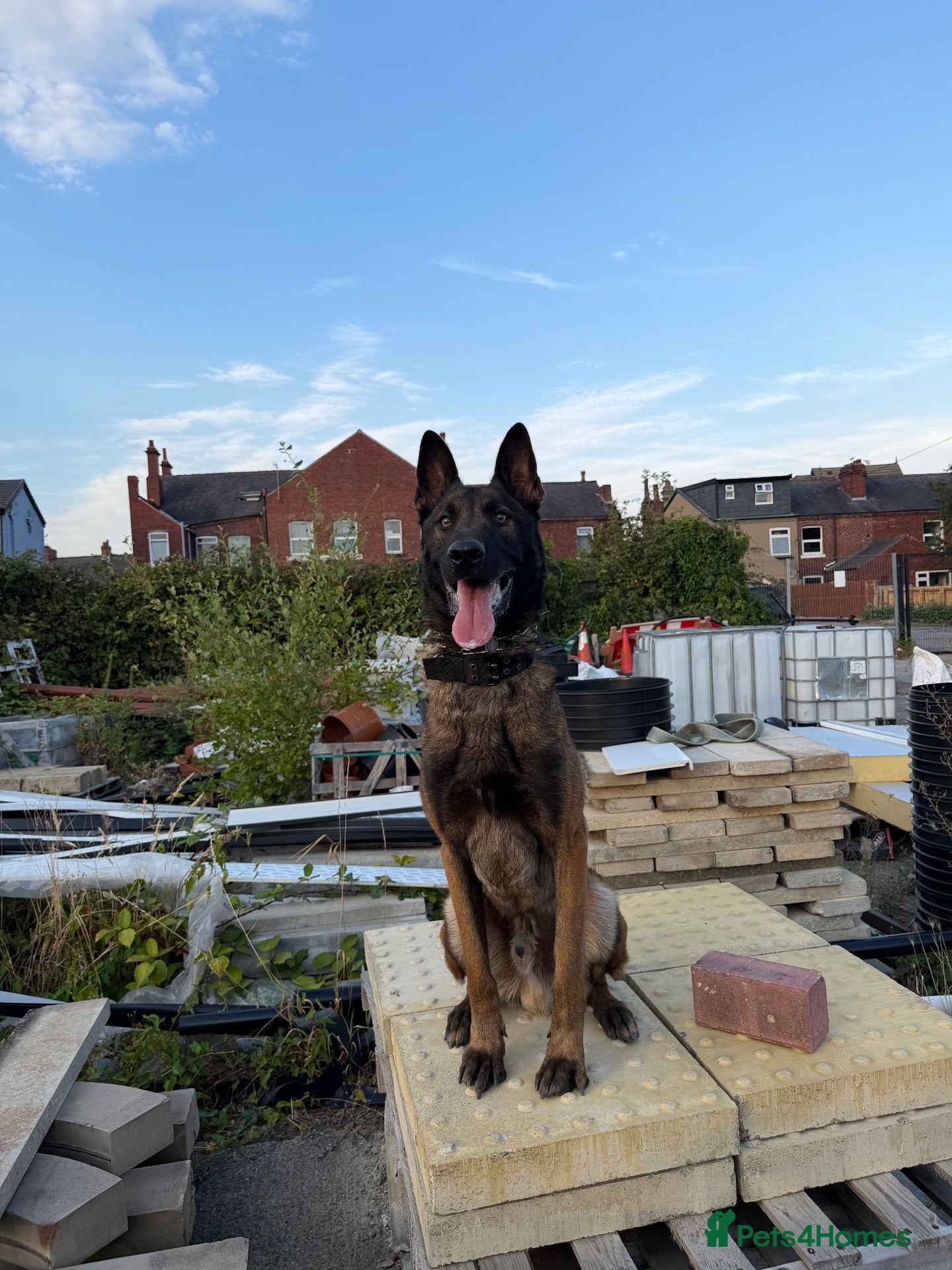Mixed Breed dogs Trained security Belgiun Malinois  - Advert 1