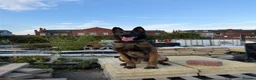 Mixed Breed dogs for sale: Trained security Belgiun Malinois  in Leeds - Advert 1