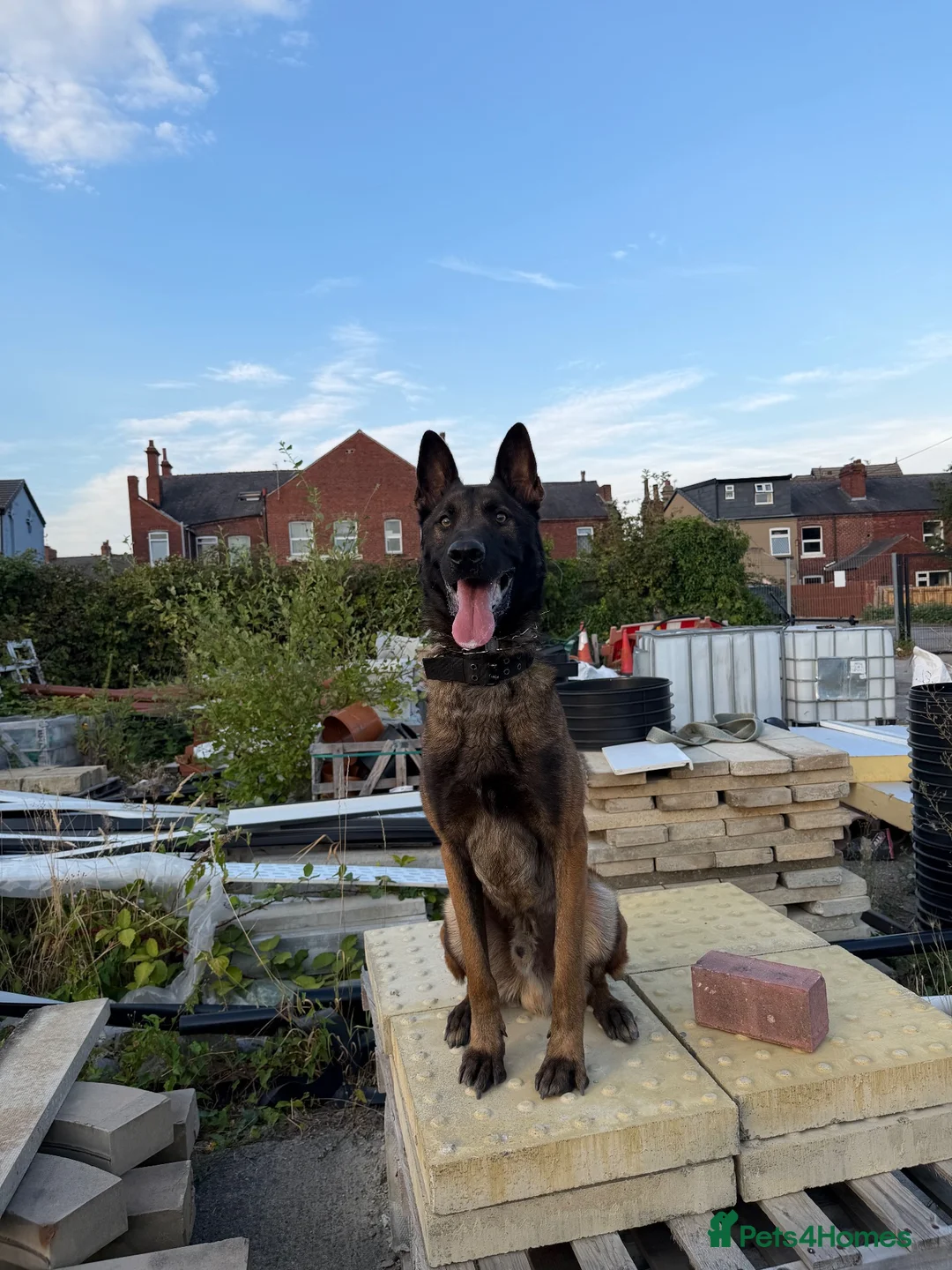 Mixed Breed dogs for sale: Trained security Belgiun Malinois  in Leeds - Advert 1