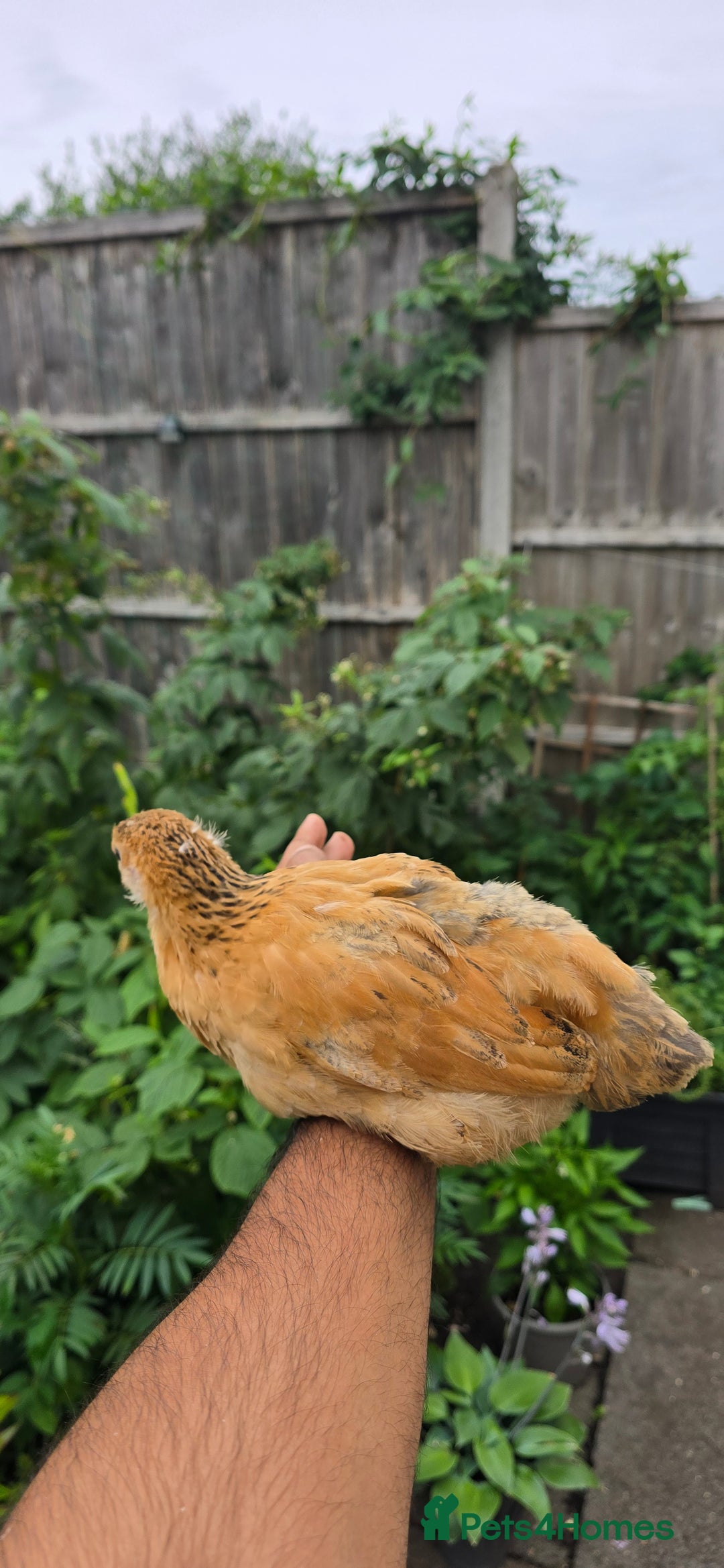 Chickens poultry for sale: two hens and two roosters  - Image 7