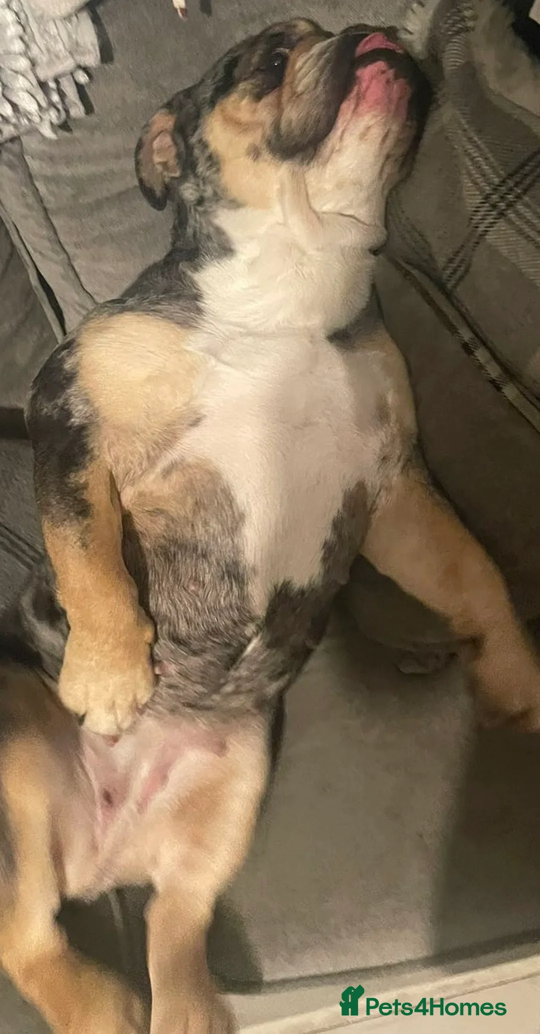 English Bulldog dogs for sale: Disney female English bulldog - Advert 2