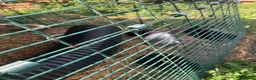 Guinea Pig rodents for sale: Loads of guinea pigs for sale - Advert 2