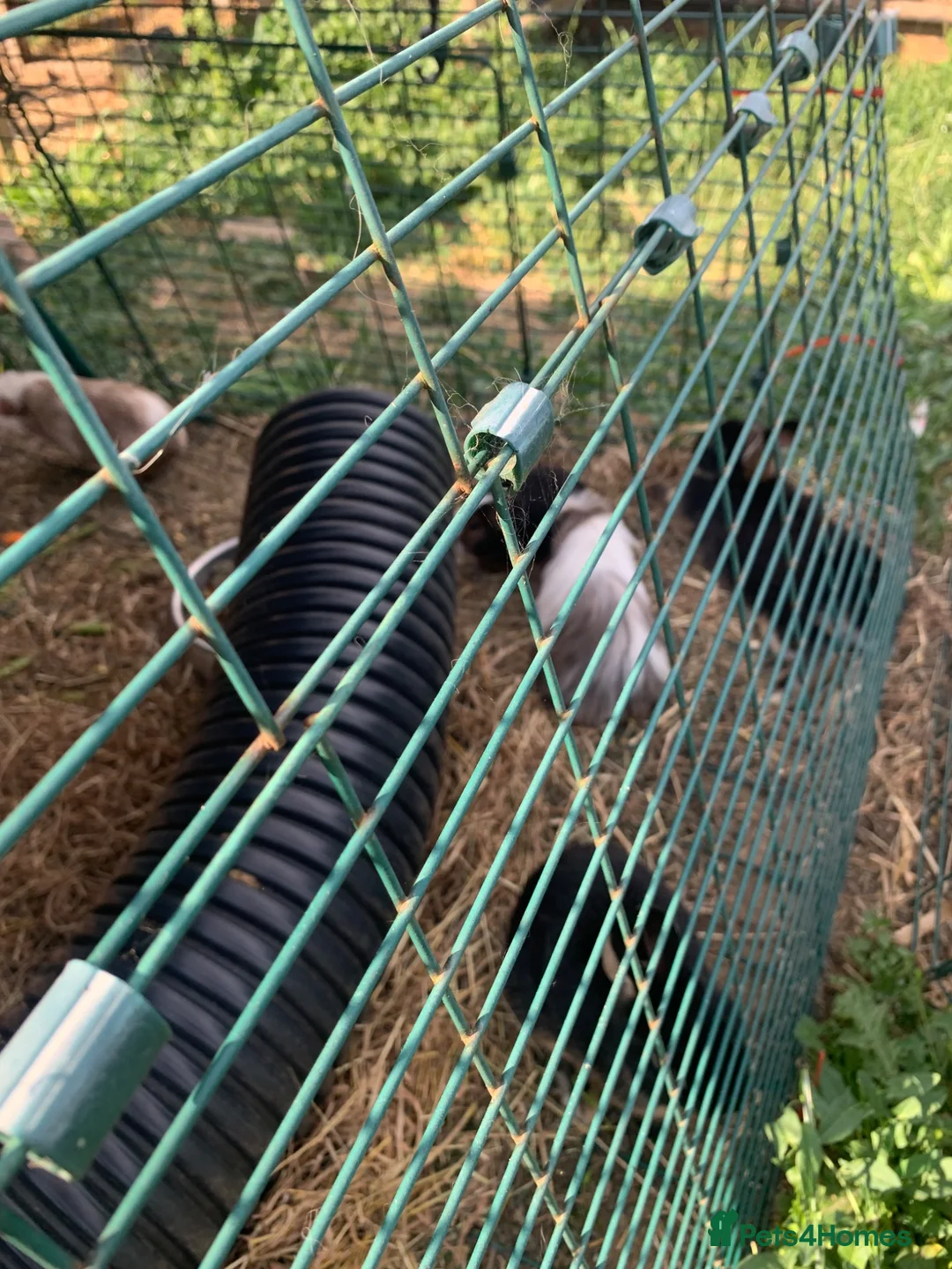Guinea Pig rodents for sale: Loads of guinea pigs for sale - Advert 2
