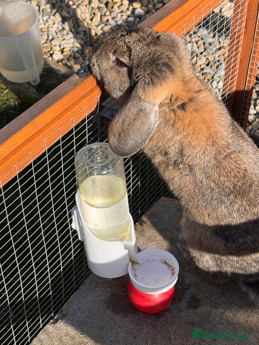 Mini Lion Lop rabbits for sale: Rabbits 1 male left  - Image 3
