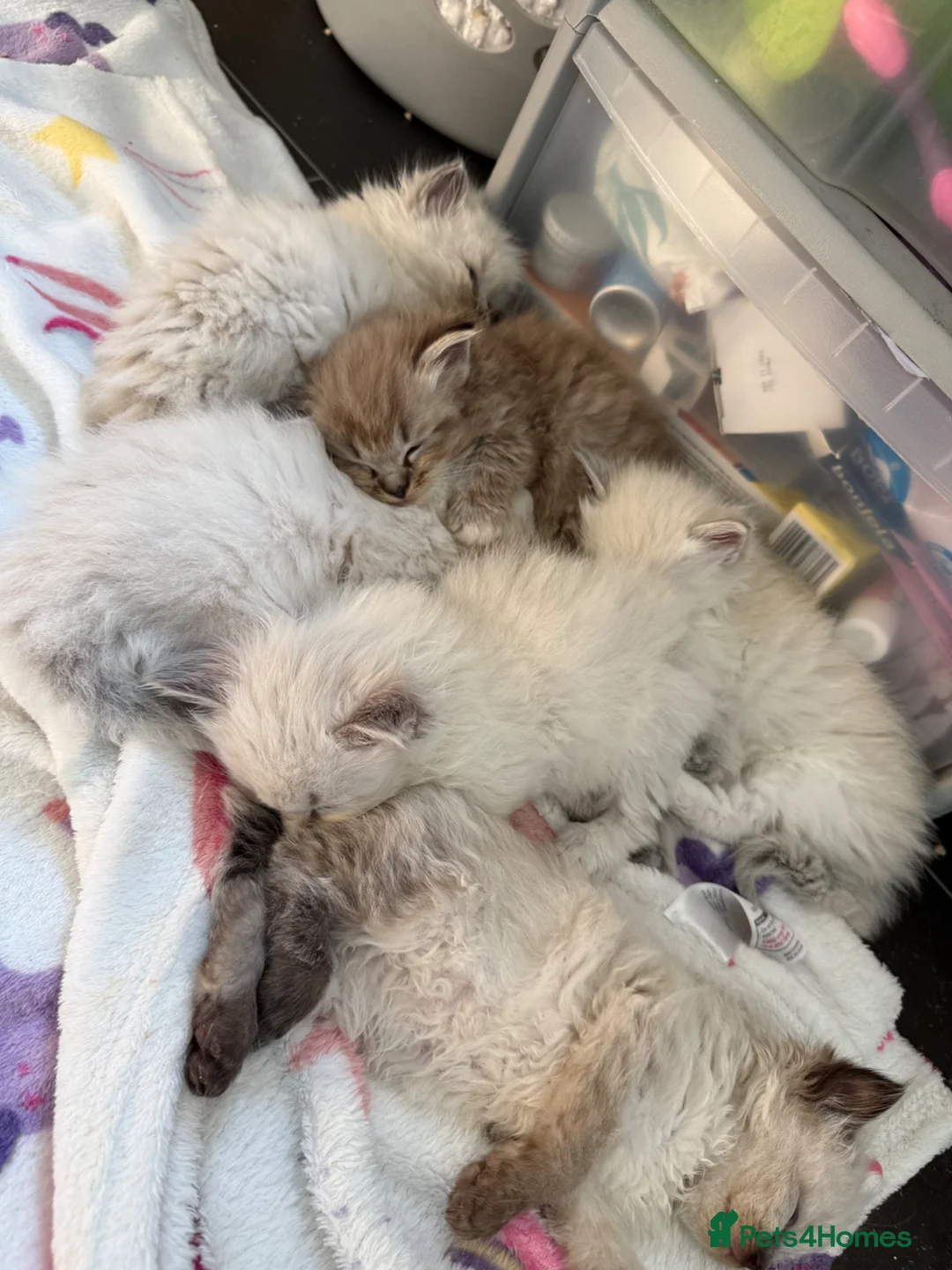 Ragdoll cats for sale: Beautiful Ragdoll Kittens - Advert 2