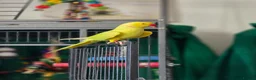 Ringnecks birds for sale: Male and female ringneck for rehome in Ryde - Advert 12