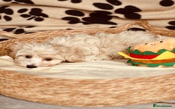 Maltipoo dogs for sale: F1 Toy Maltipoo puppys   - Image 15