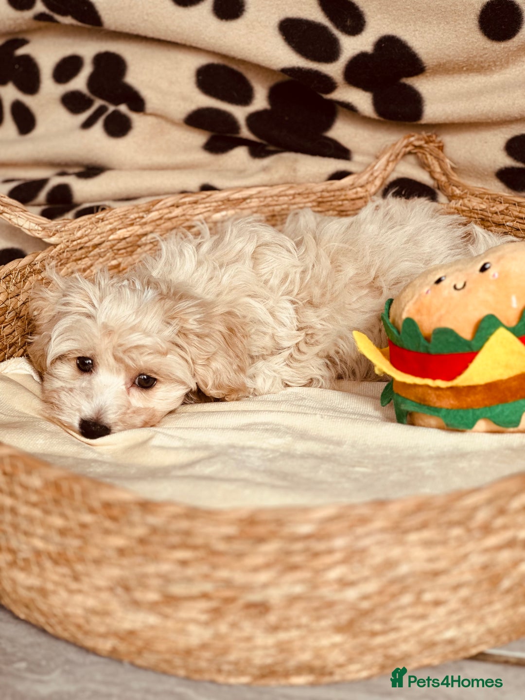 Maltipoo dogs for sale: F1 Toy Maltipoo puppys   - Image 15