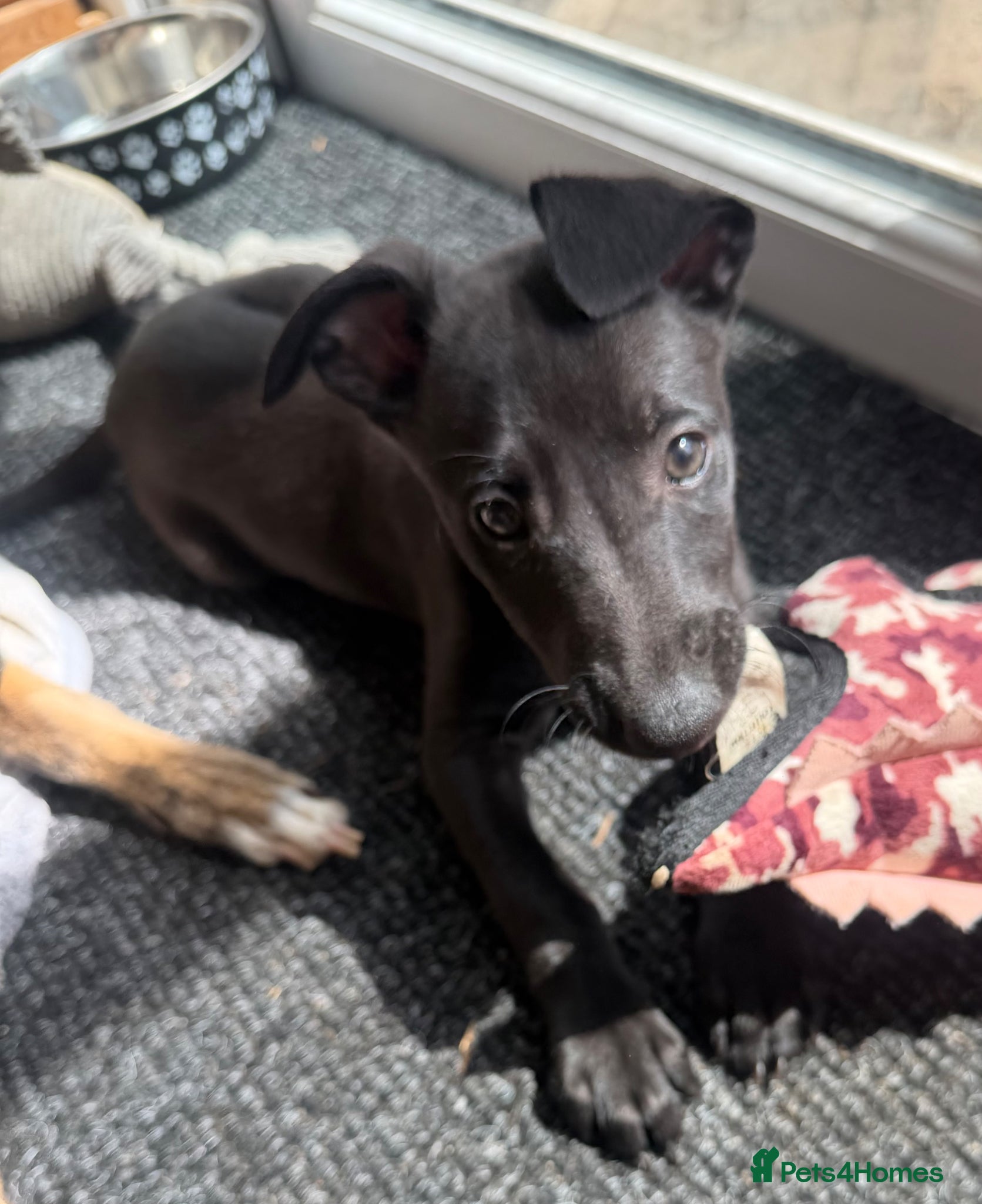 Whippet dogs Exceptionally well bred KC whippets - Advert 2