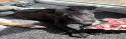 Whippet dogs for sale: Last one - LEAFENDENS DARK KNIGHT ready now - Advert 1