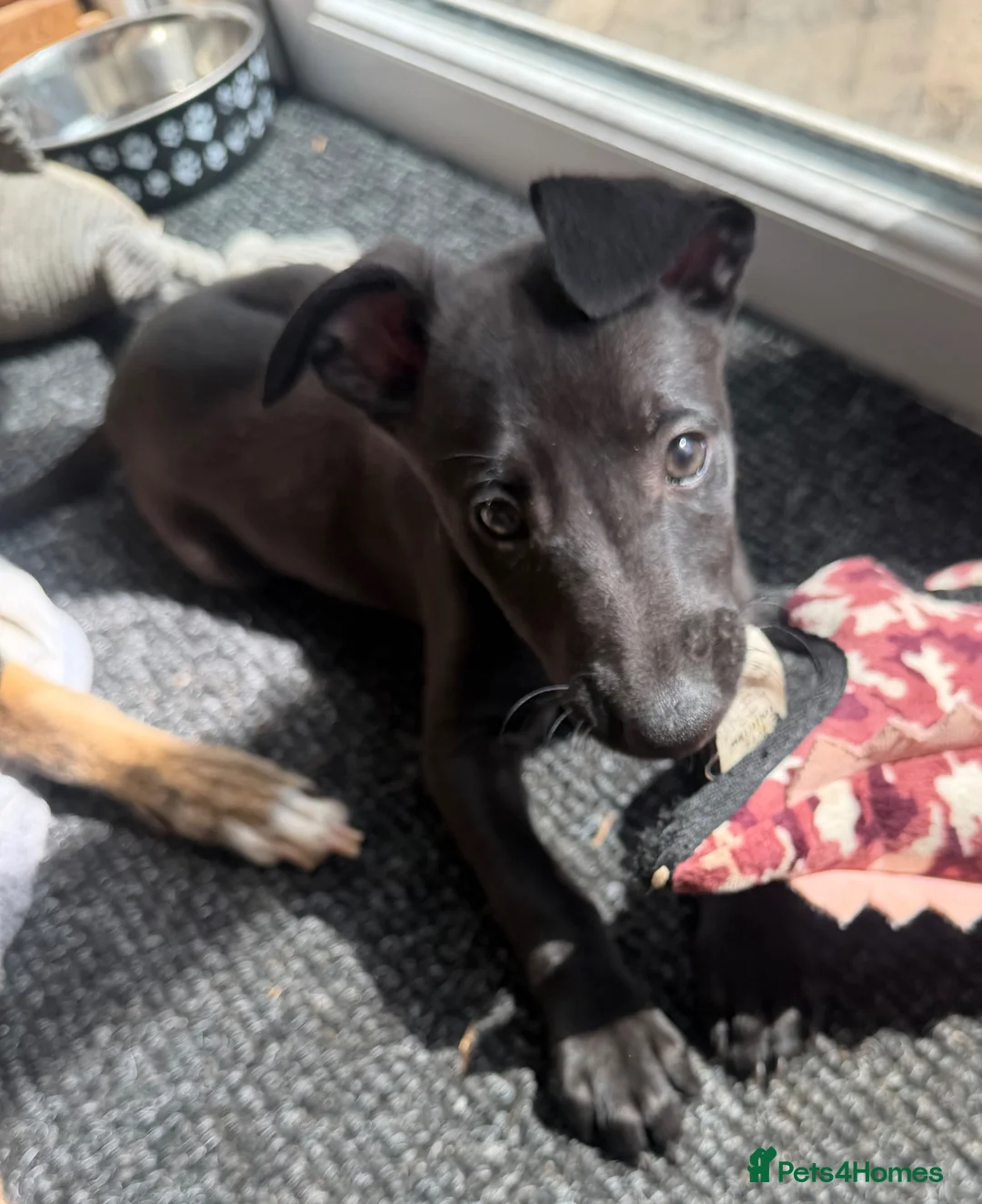 Whippet dogs for sale: Last one - LEAFENDENS DARK KNIGHT ready now - Advert 1