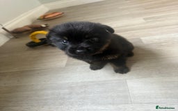 Mixed Breed dogs for sale: German Shepherd/Rottweiler  - Advert 6