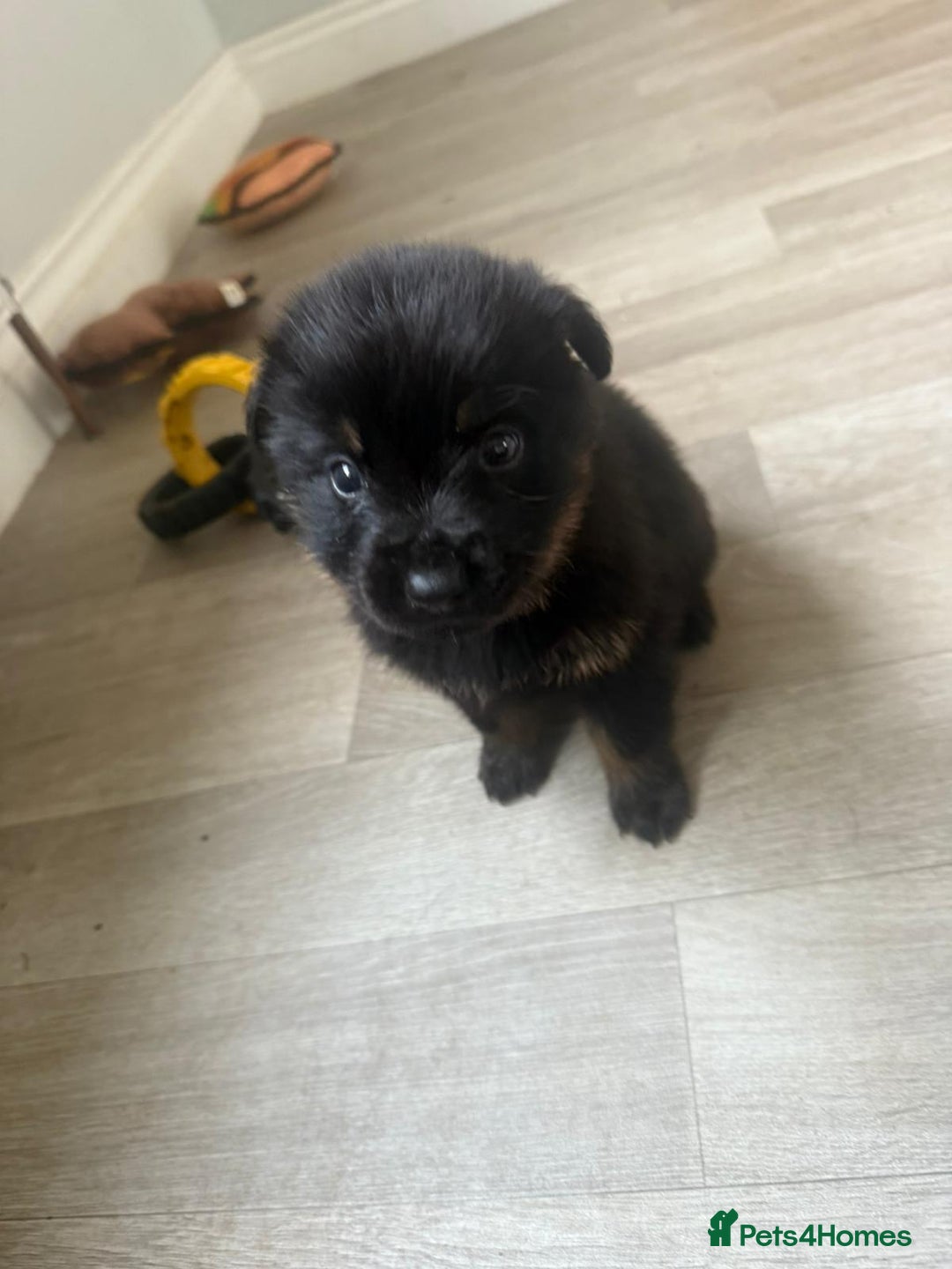 Mixed Breed dogs for sale: German Shepherd/Rottweiler  - Advert 6