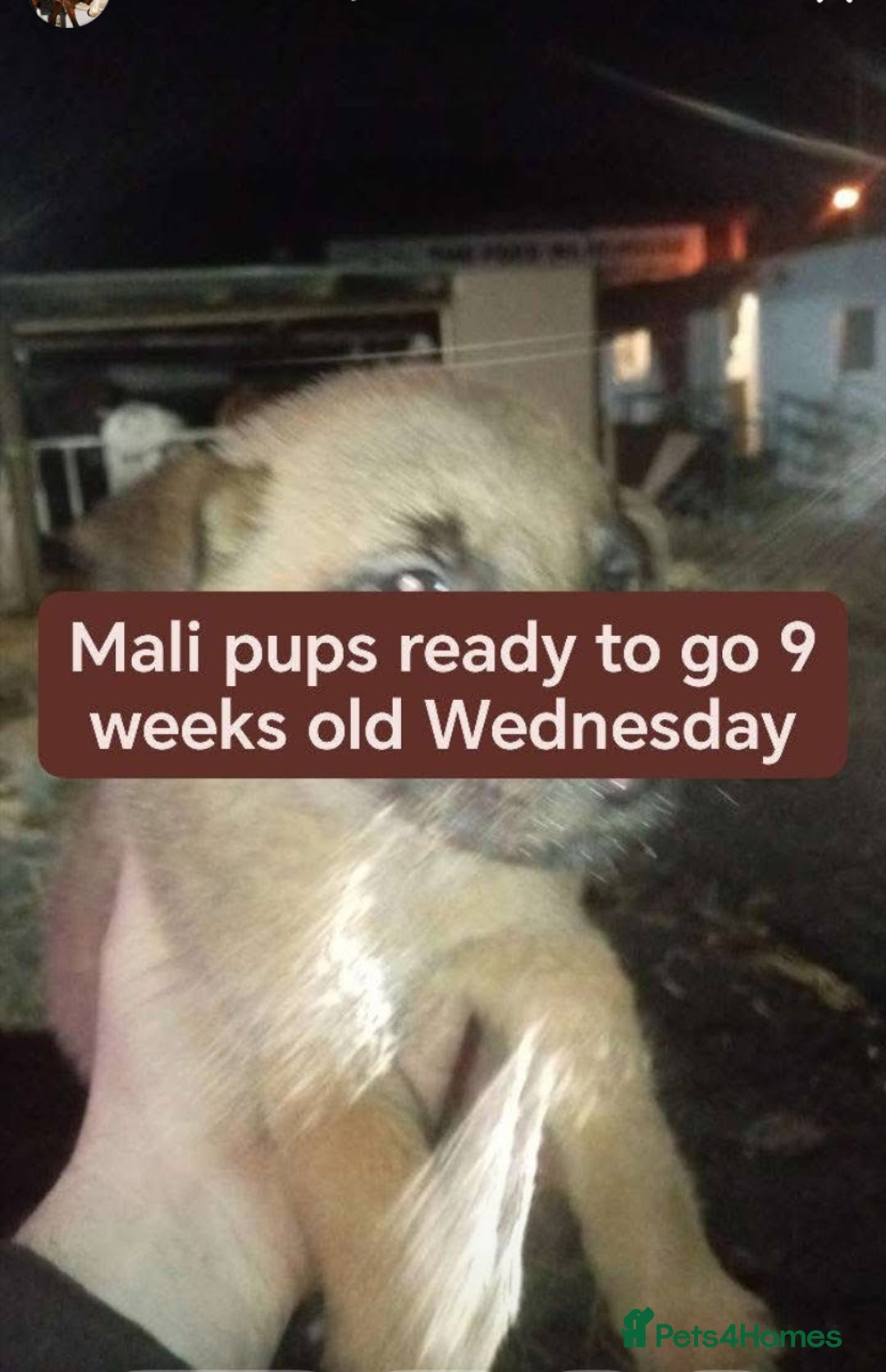 Mixed Breed dogs for sale: Belgian maliinois x Caucasian shepherd pups - Advert 5