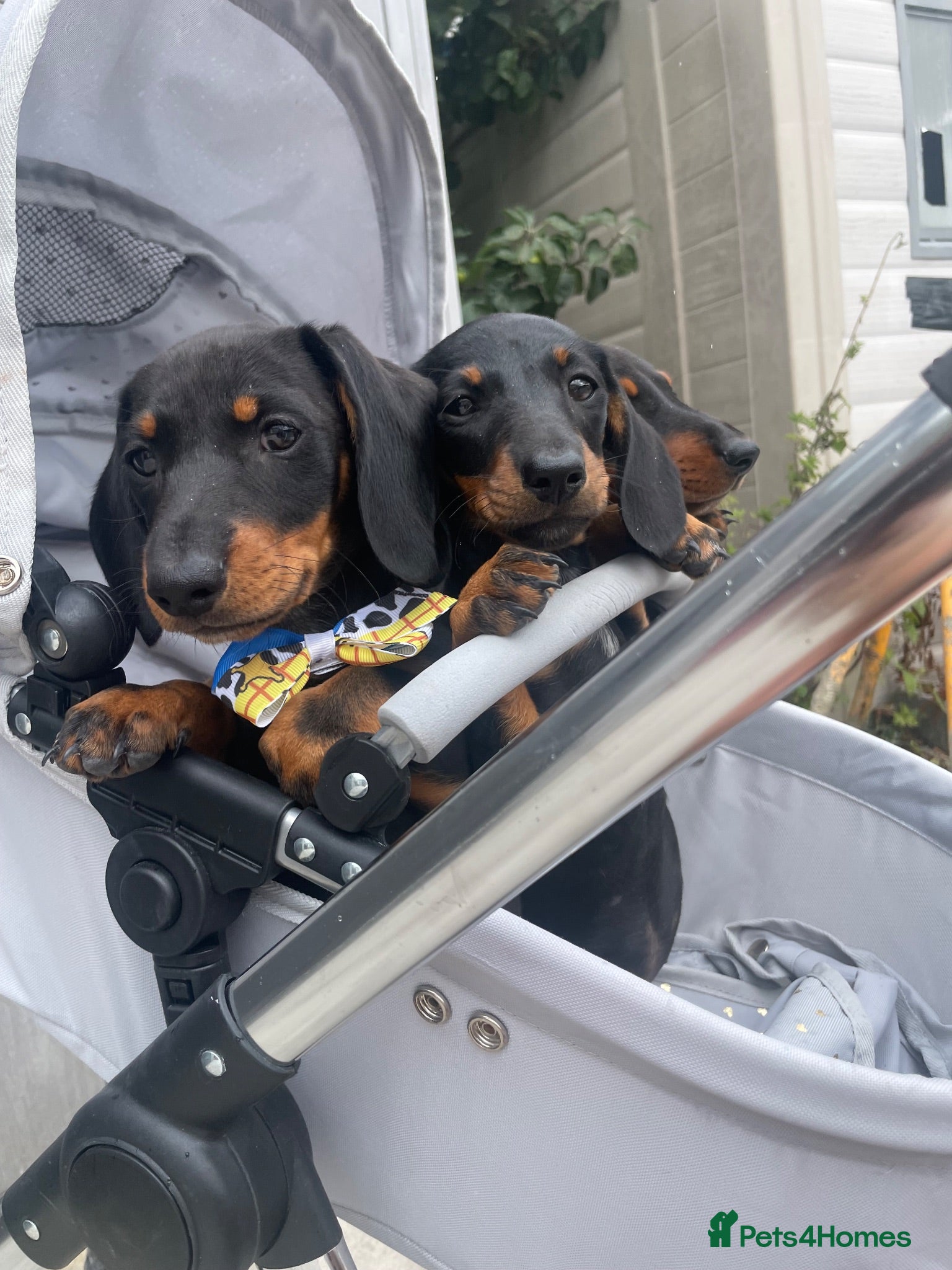 Dachshund dogs Dachshund puppies - Advert 1