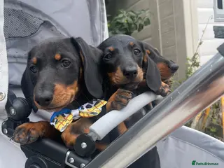 Dachshund dogs Dachshund puppies - Advert 1