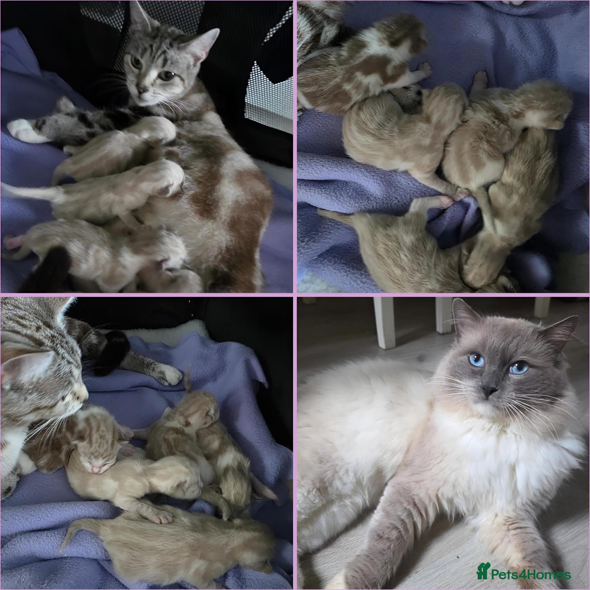 Mixed Breed cats Domestic kittens x ragdoll 🐱😻Reservation open🙀 - Advert 1