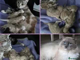 Mixed Breed cats Domestic kittens x ragdoll 🐱😻Reservation open🙀 - Advert 1